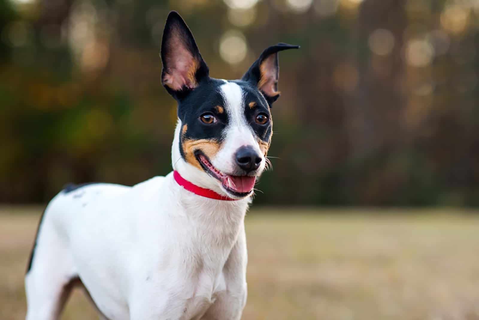 13 Rat Terrier Colors: Raturn Of The Color Wheel