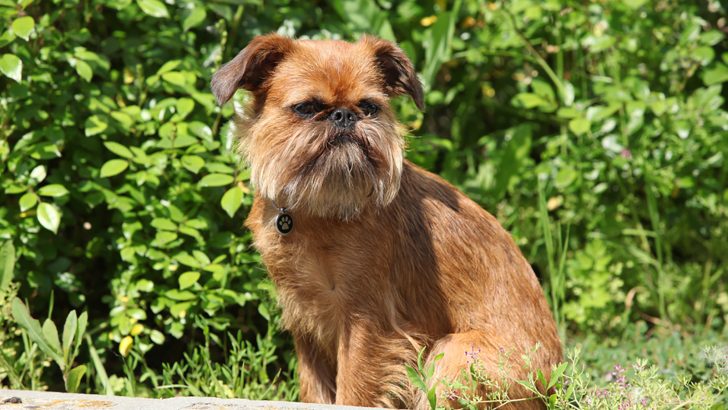 14 Dog Breeds That Look Like Ewoks, For Star Wars Fans