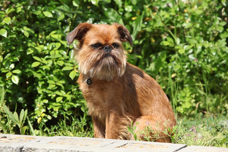 brussels griffon dog sitting outdoors