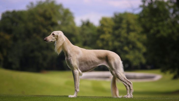 15 Best Tall Skinny Dog Breeds – Let The Runway Begin
