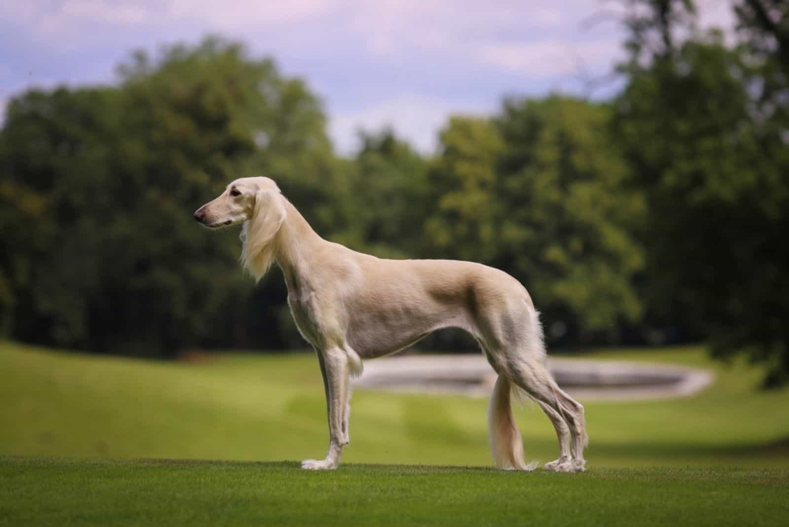 Persian saluki greyhound dog show champion portrait