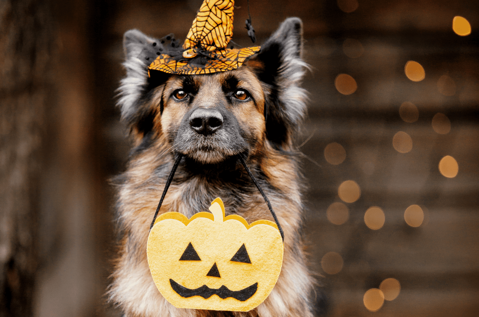 18 Best German Shepherd Halloween Costumes + DIY Ideas