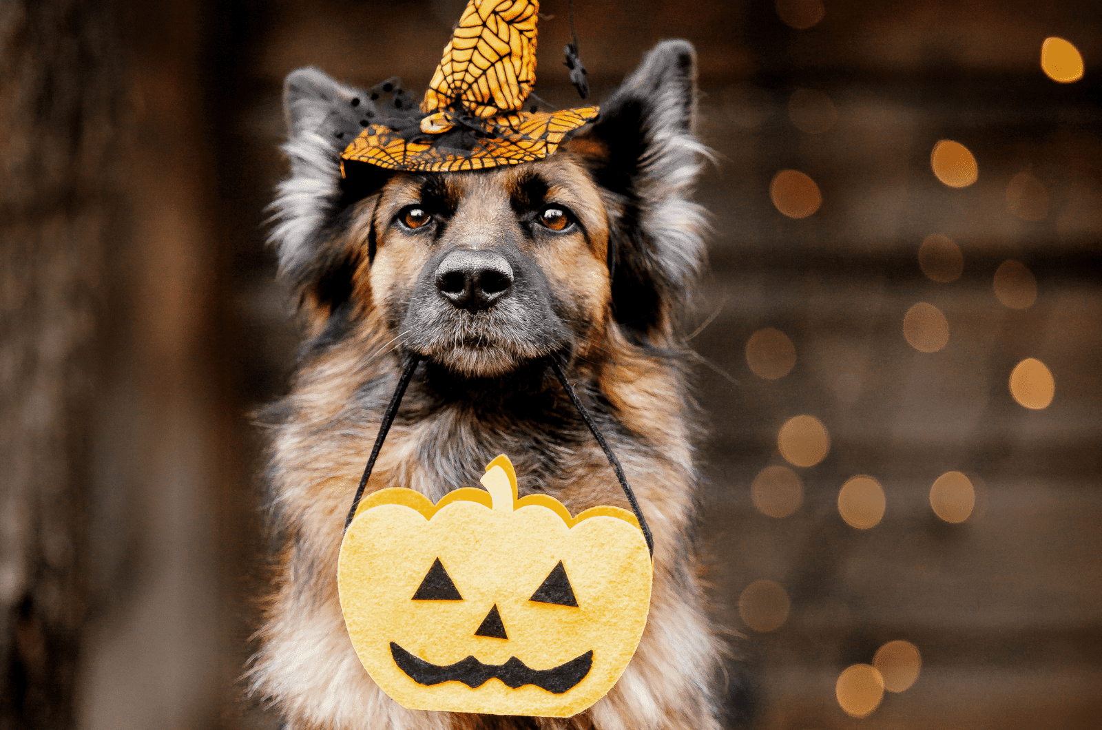 german shepherd in a costume