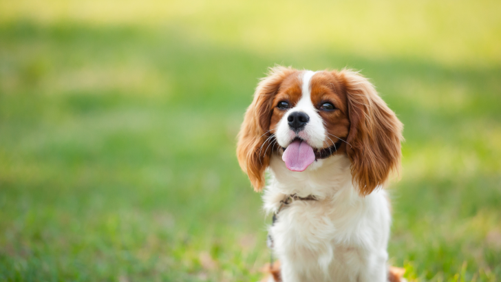 21 Dogs With Long Ears: Which Breeds Have The Largest Ears?