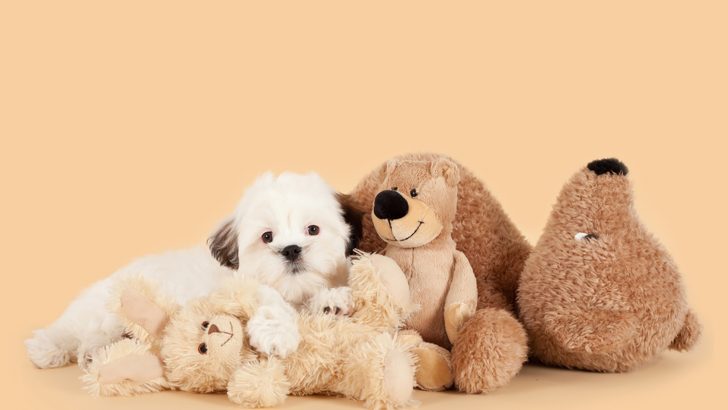 27 Teddy Bear Dogs: Tender Hearts You Will Love A Lot
