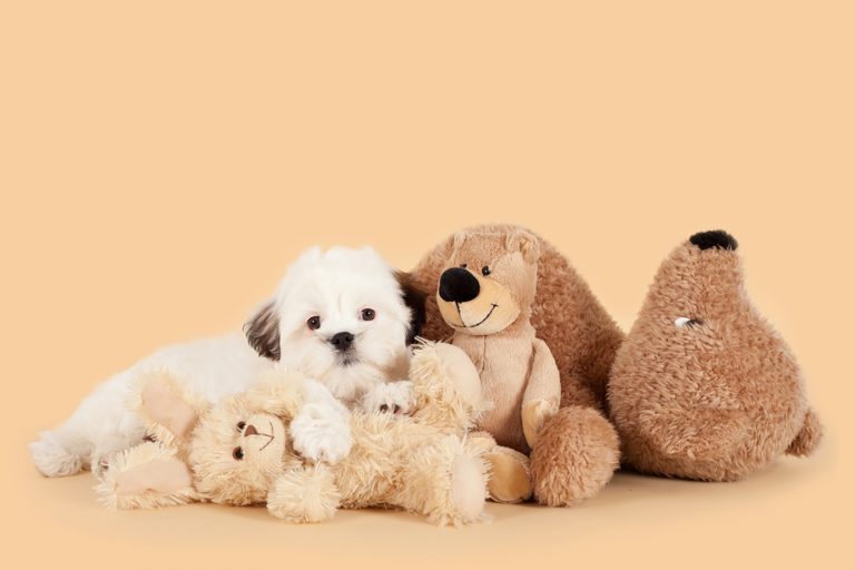 shih tzu maltese cross behind teddy bears
