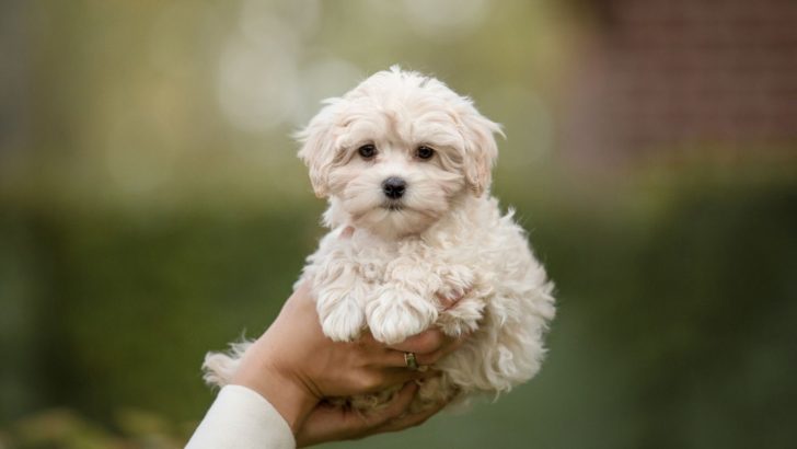 4 Things You MUST Know About The Teacup Maltipoo