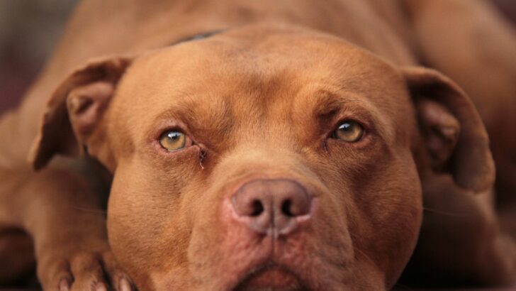 5 Excellent Red Nose Pitbull Breeders From The USA