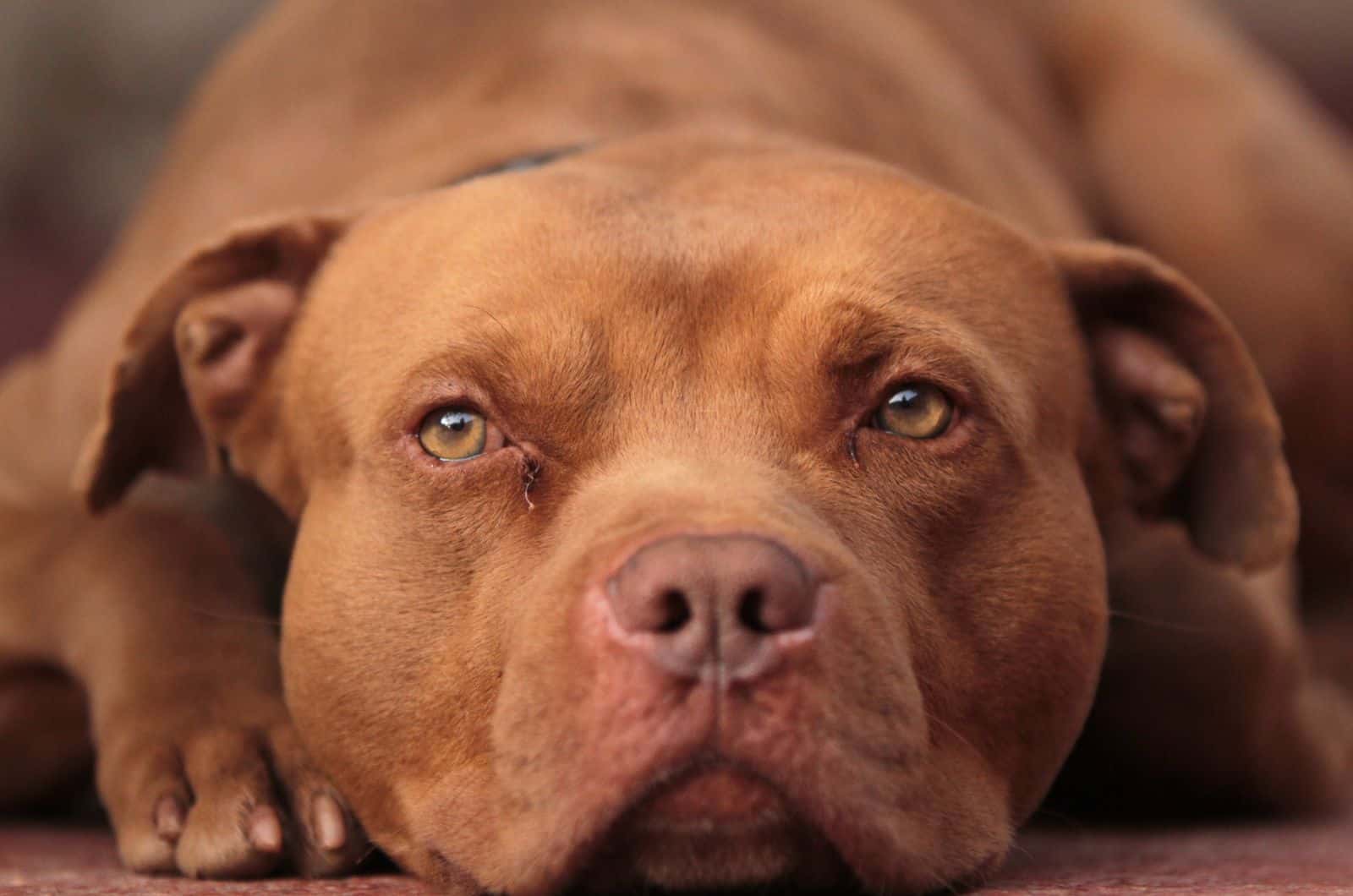 close shot of Red Nose Pitbull