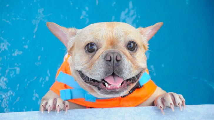 Top 7 Dog Life Jackets For French Bulldogs To Keep Them Safe