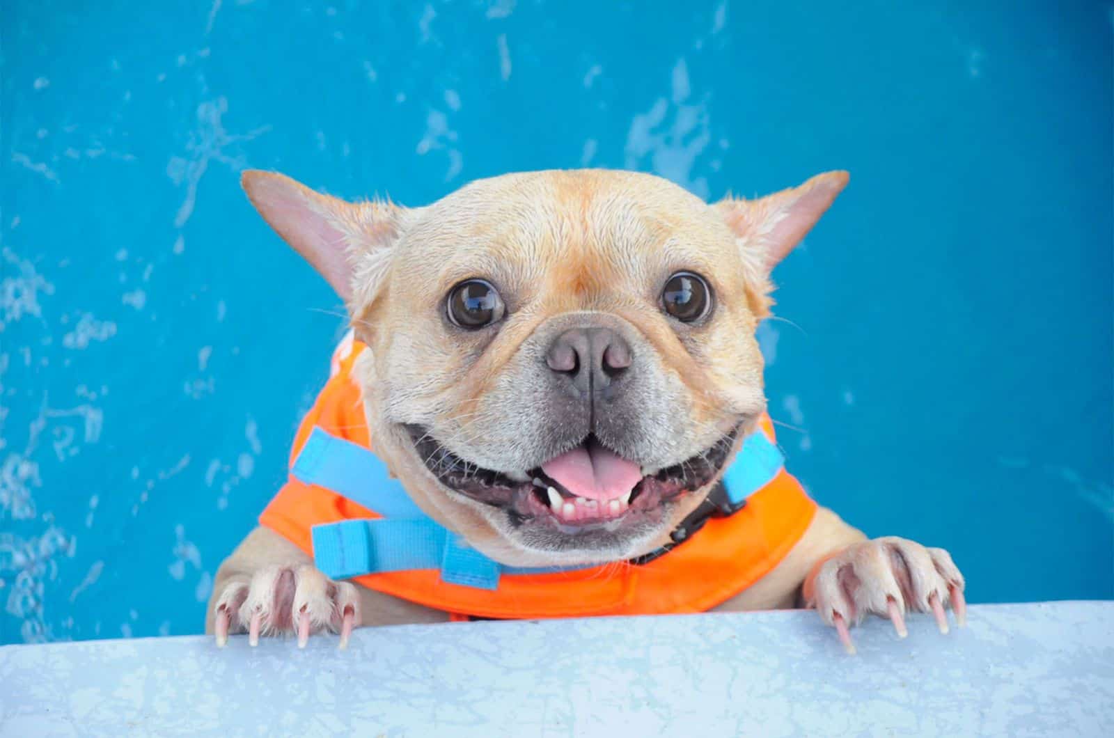 Bulldog in life jacket
