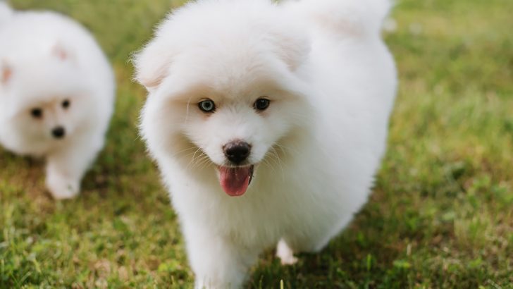 7 Reputable Pomsky Breeders In The U.S.