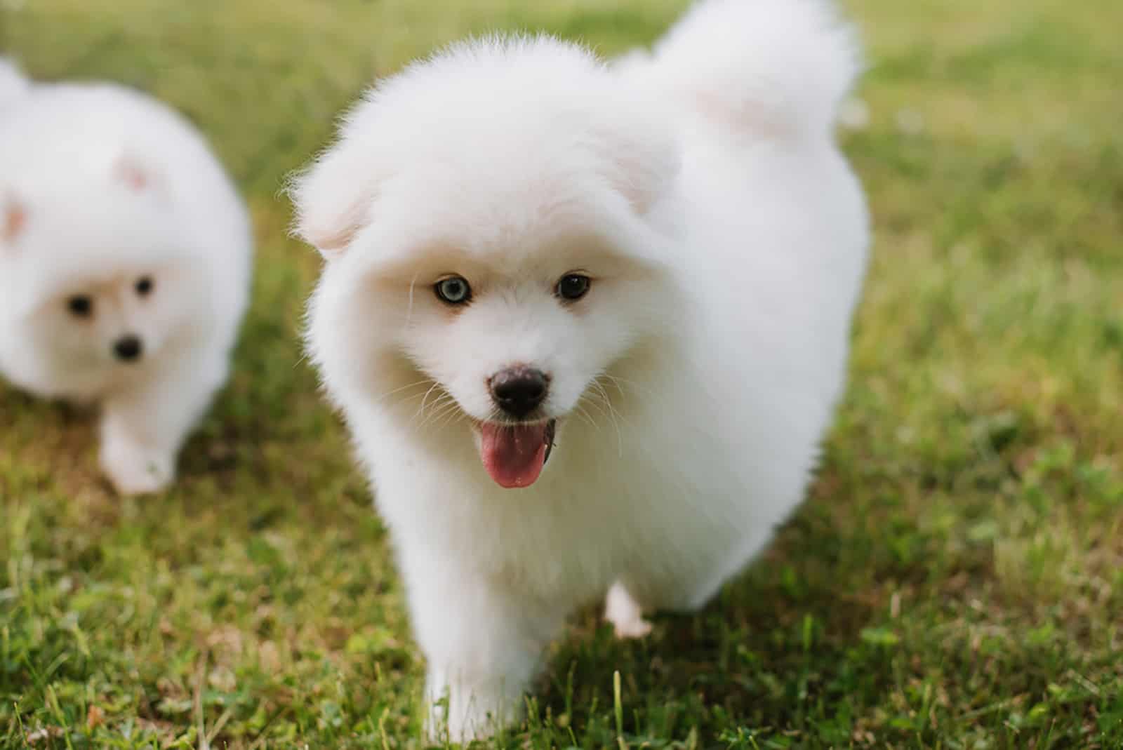 white pomsky puppies playing on the lawn