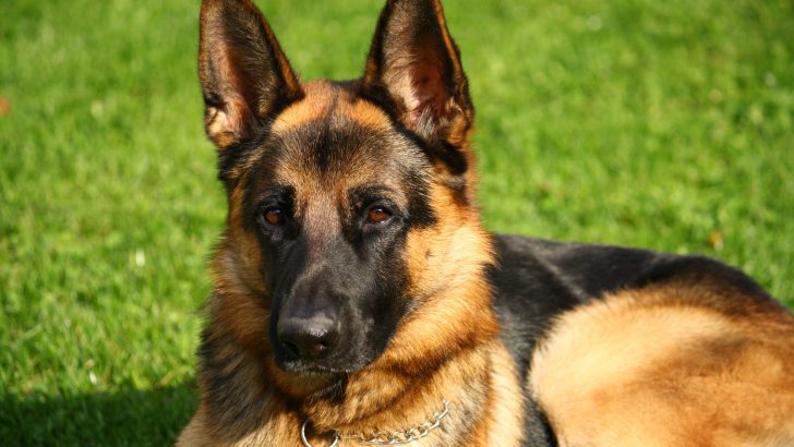 The German Shepherd Ears Chart: 7 Things You Need To Know