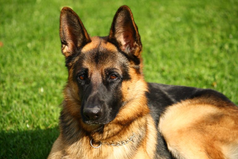 big German Shepherd sitting outside