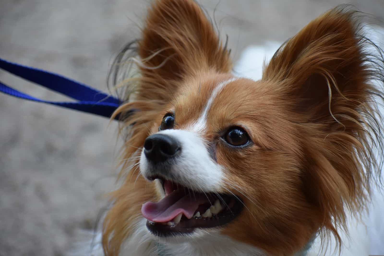 8 Best Papillon Breeders + Why To Get Them