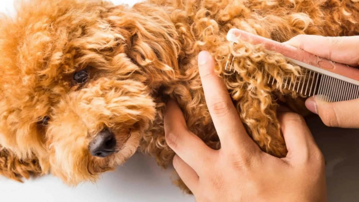 9 Best Brushes For A Cavapoo For Grooming Like A Pro