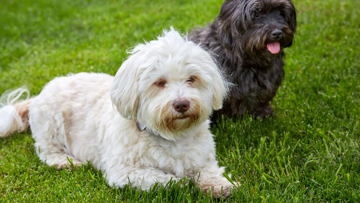 9 Havanese Breeders In Florida: No Wrong Choice Here