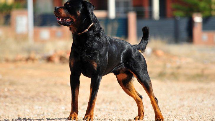 9 Rottweiler Breeders In Pennsylvania: A Proper Overview