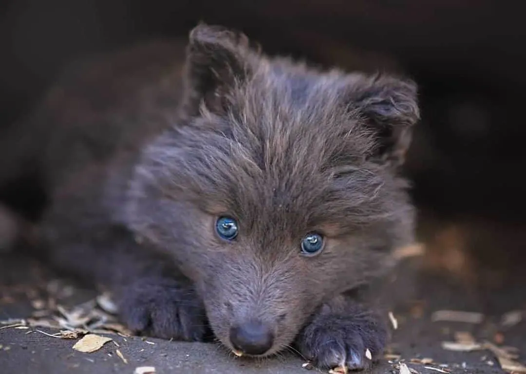 A Blue Bay Shepherd puppy is lying down and looking ahead