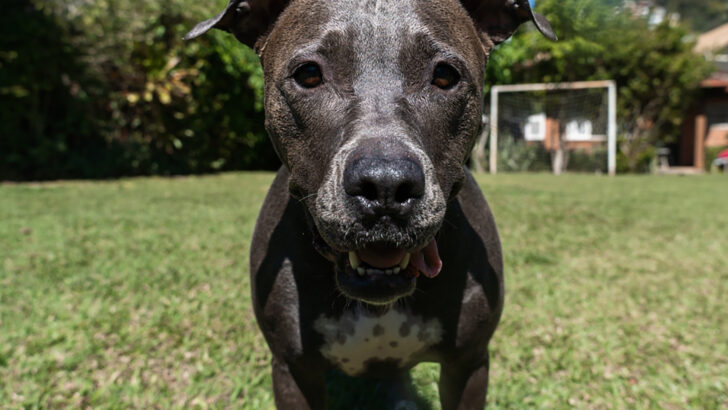 A List Of 7 Reputable Blue Nose Pitbull Breeders