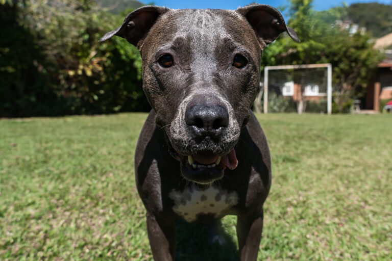 blue nose pitbull dog