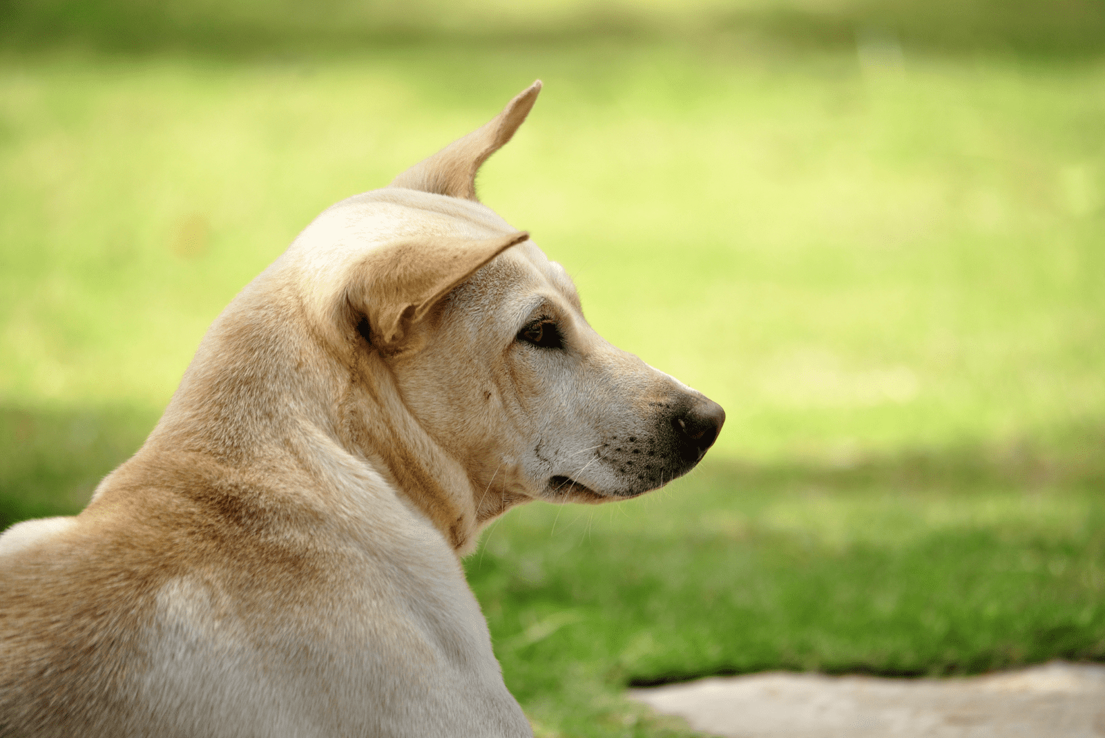 A Phu Quoc Ridgeback lies on the grass and looks ahead