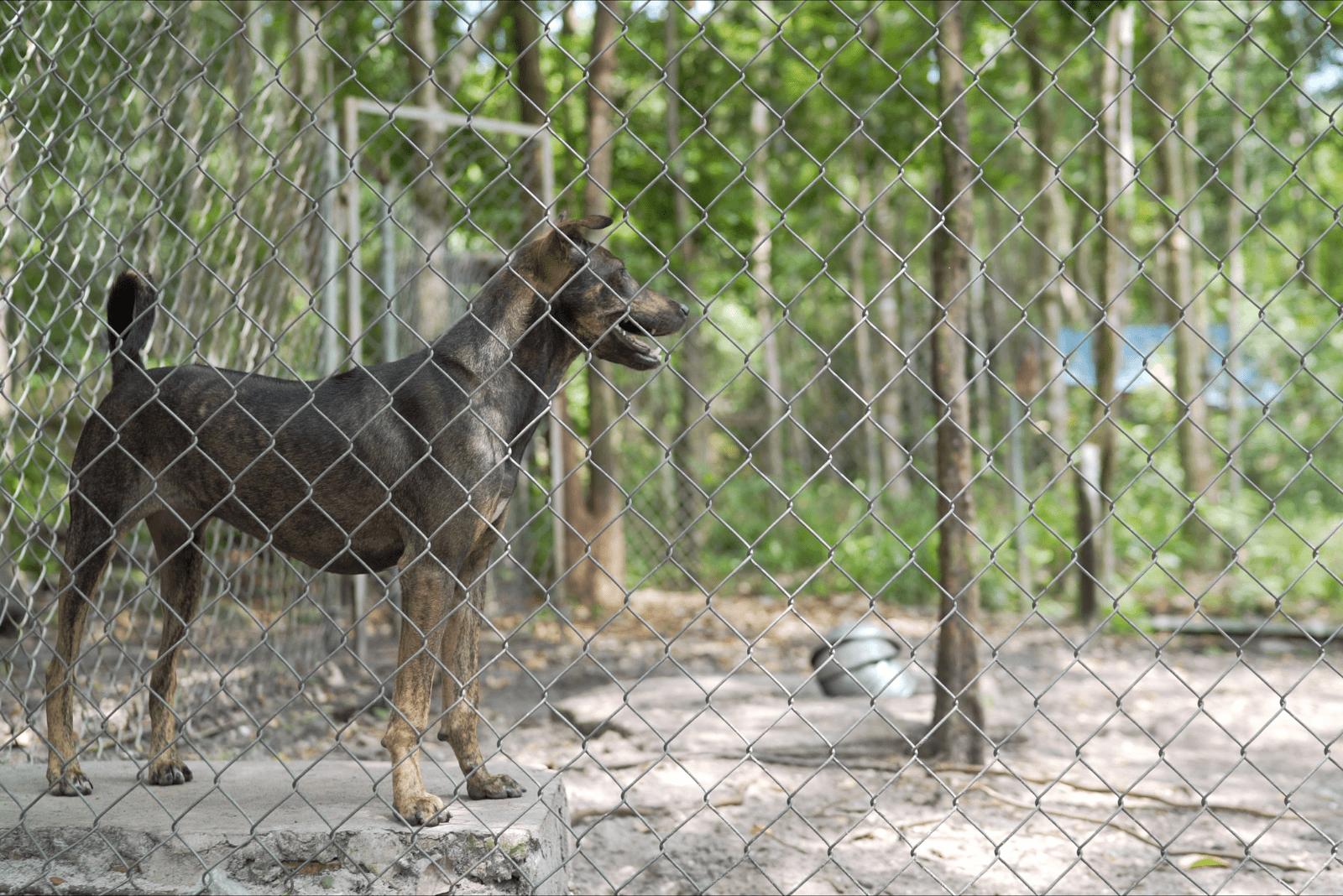 A Phu Quoc Ridgeback stands on the pavement