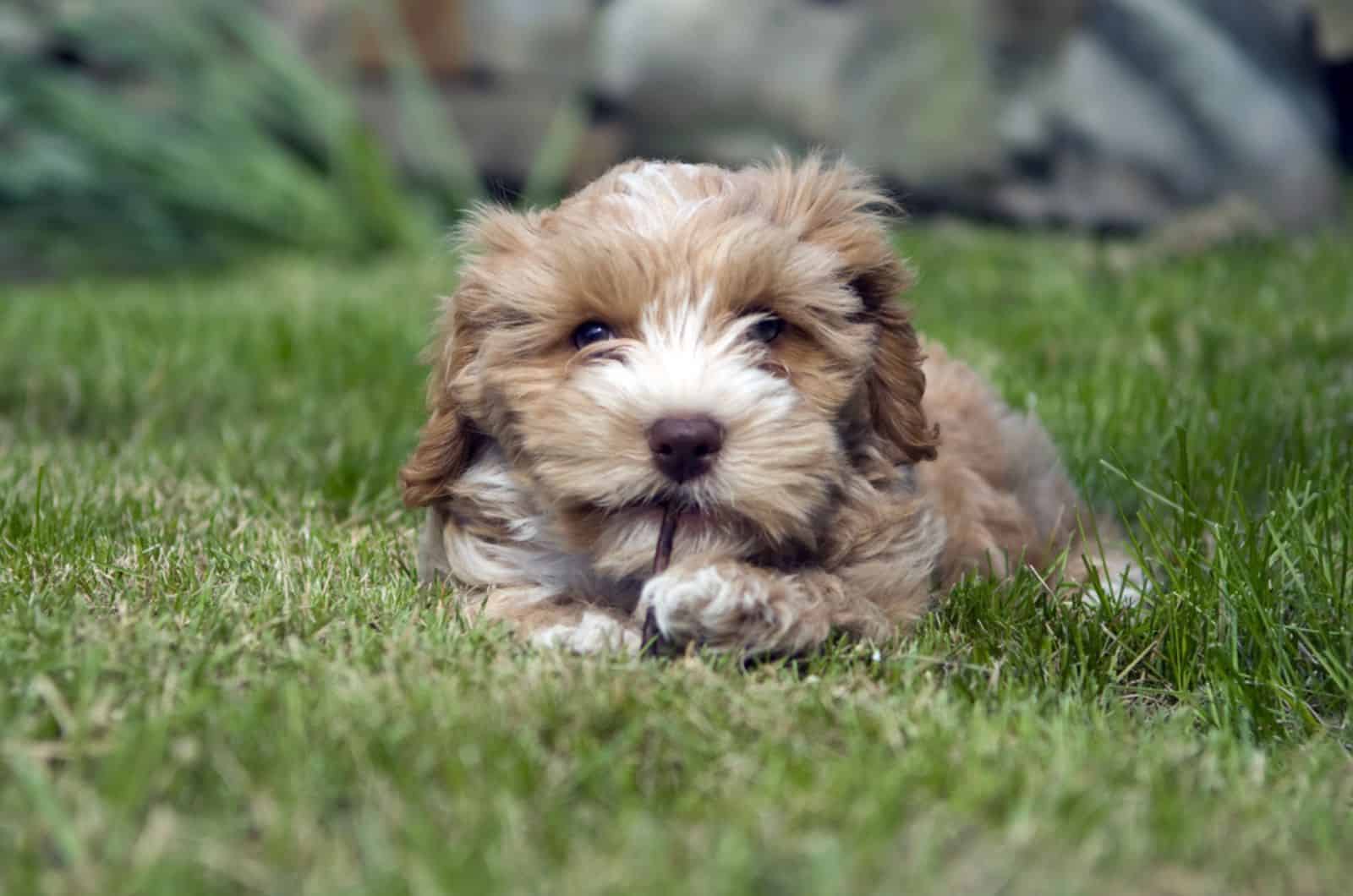 A small puppy chewing on a stick