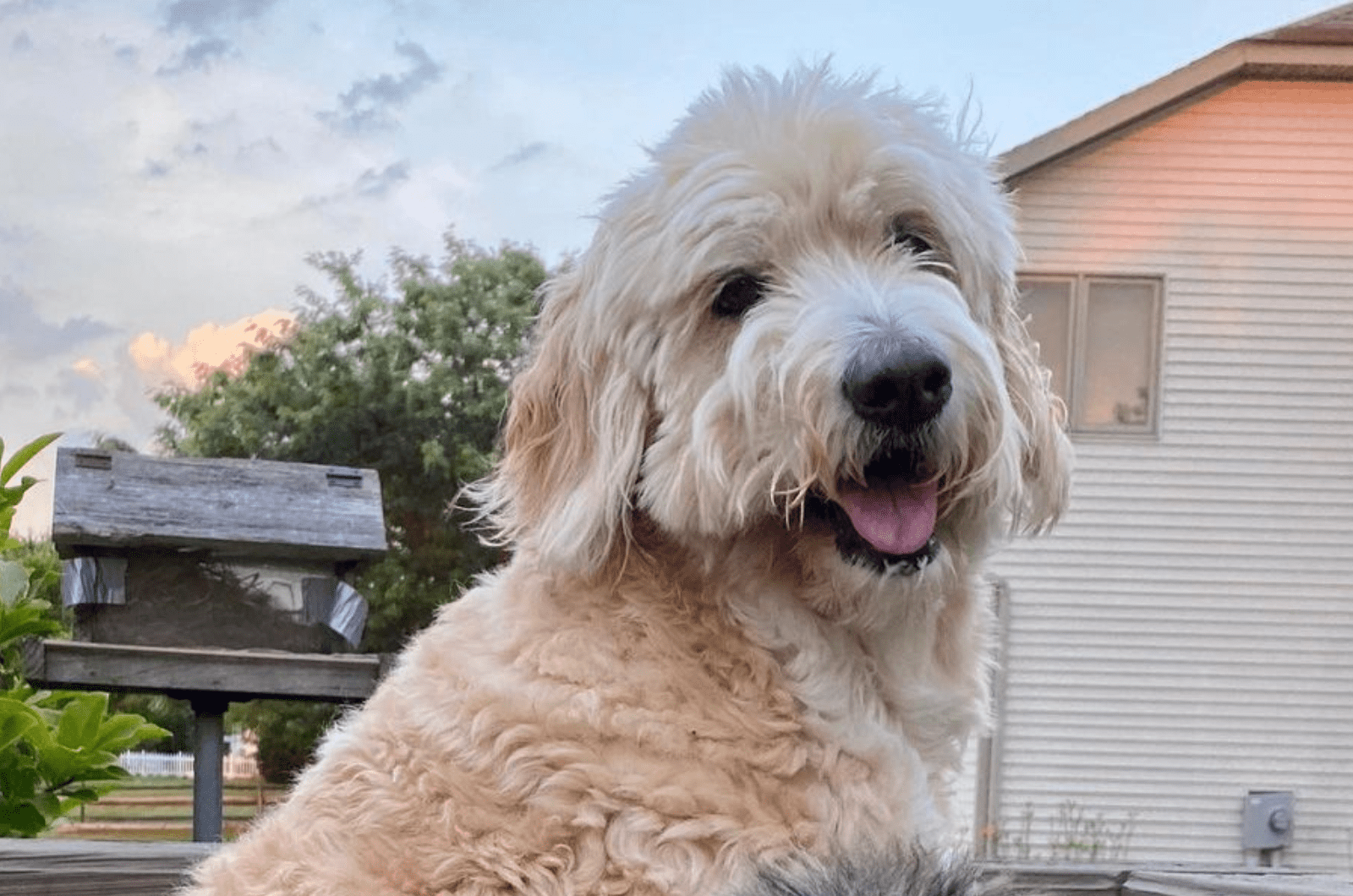 golden aussiedoodle portrait