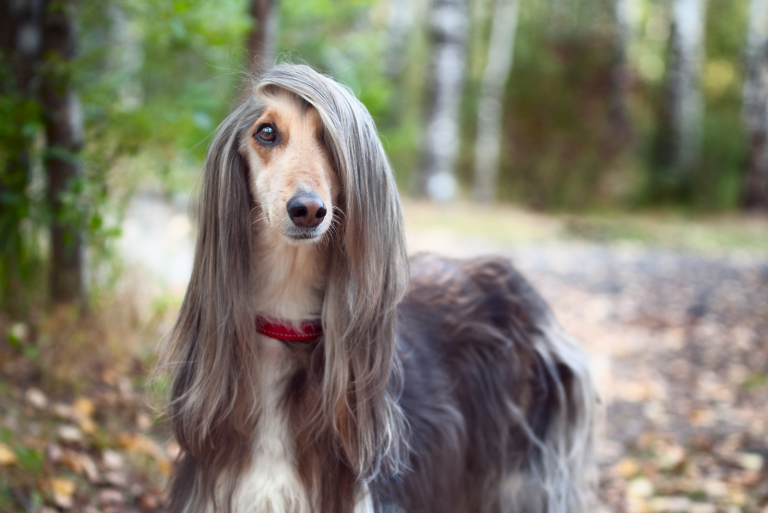 Long Ears Do Not Make Every Hound a Better Tracker Long Ears Do Not Make Every Hound a Better Tracker