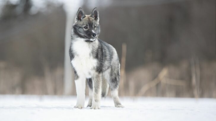 Agouti Husky: Siberian Husky With A Twist