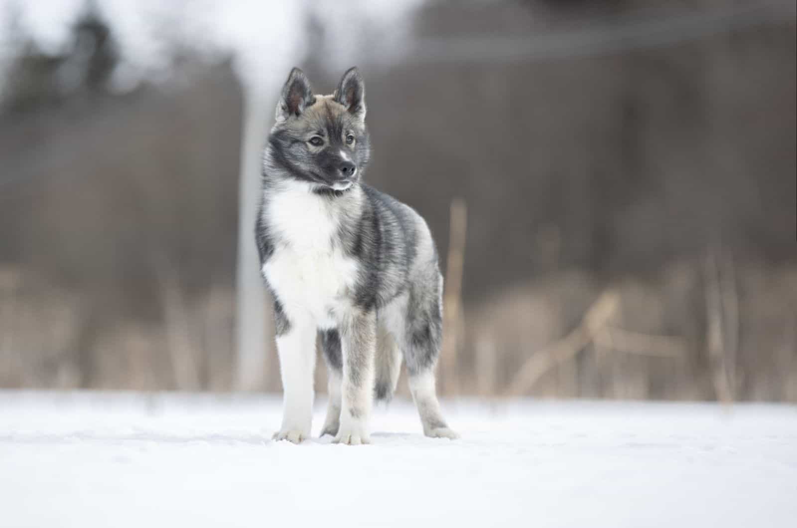 agouti husky on the snow standing