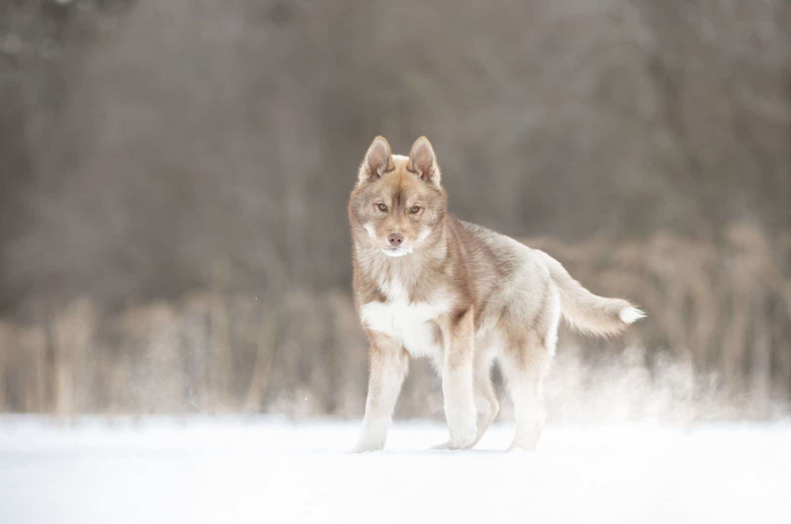 Agouti husky on the snow