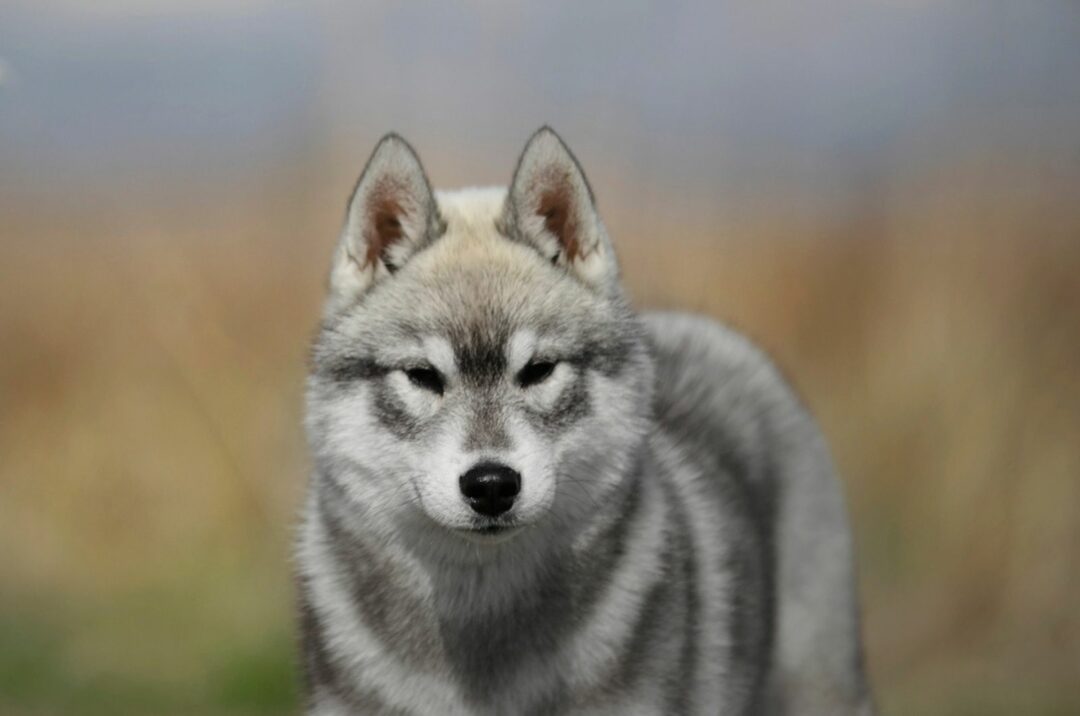 Agouti Husky Siberian Husky With A Twist
