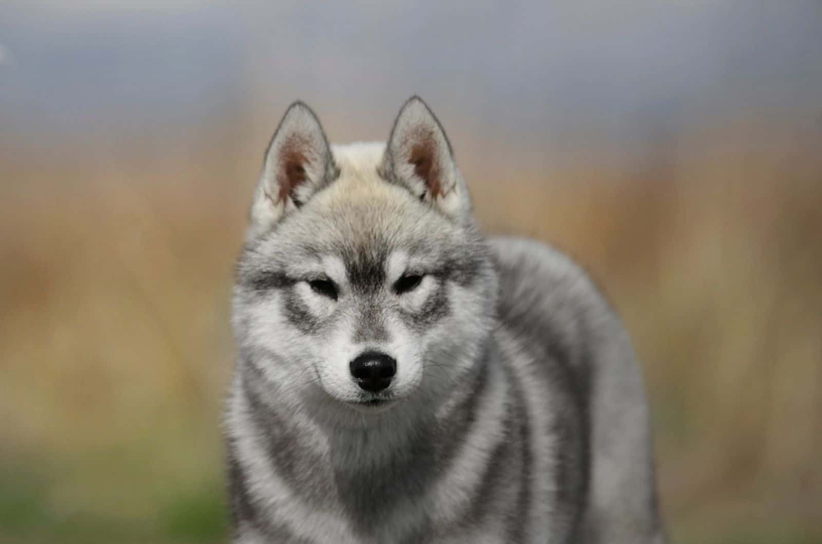 Agouti siberian husky dog standing outdoor
