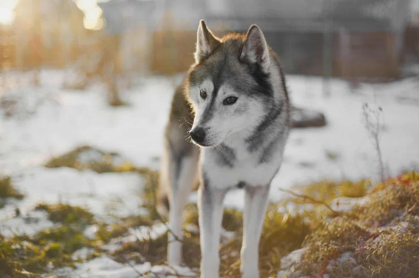 Agouti siberian husky outdoor