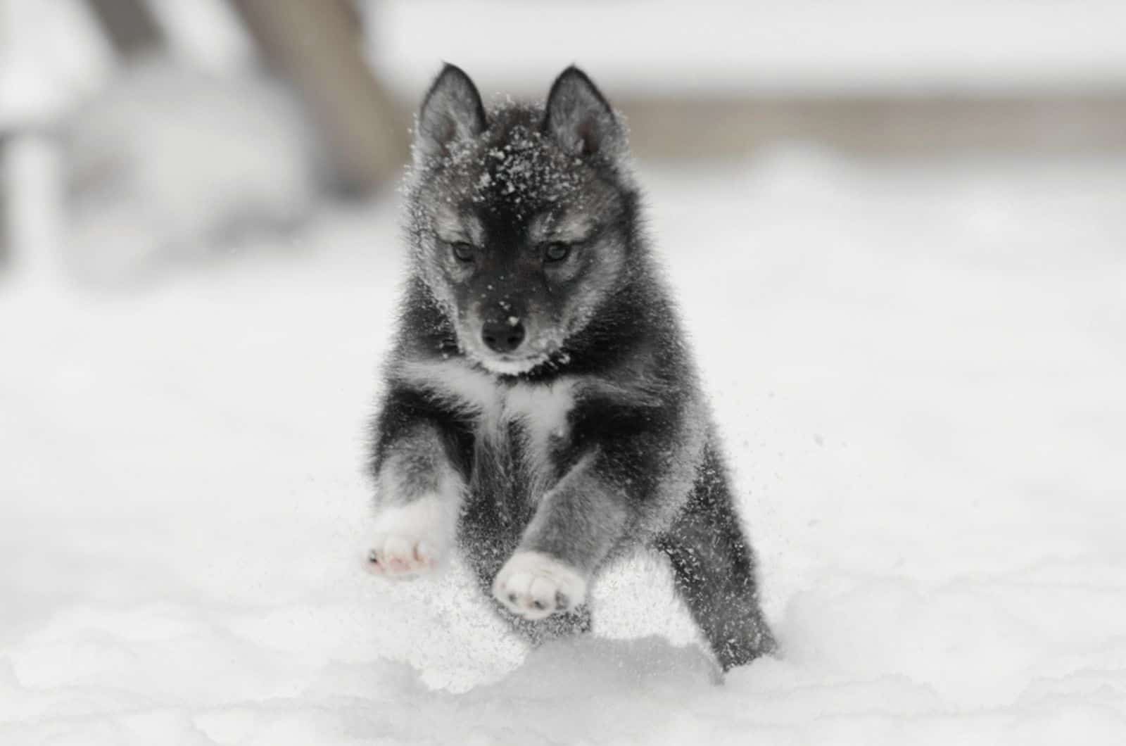 Agouti siberian husky puppy on the snow