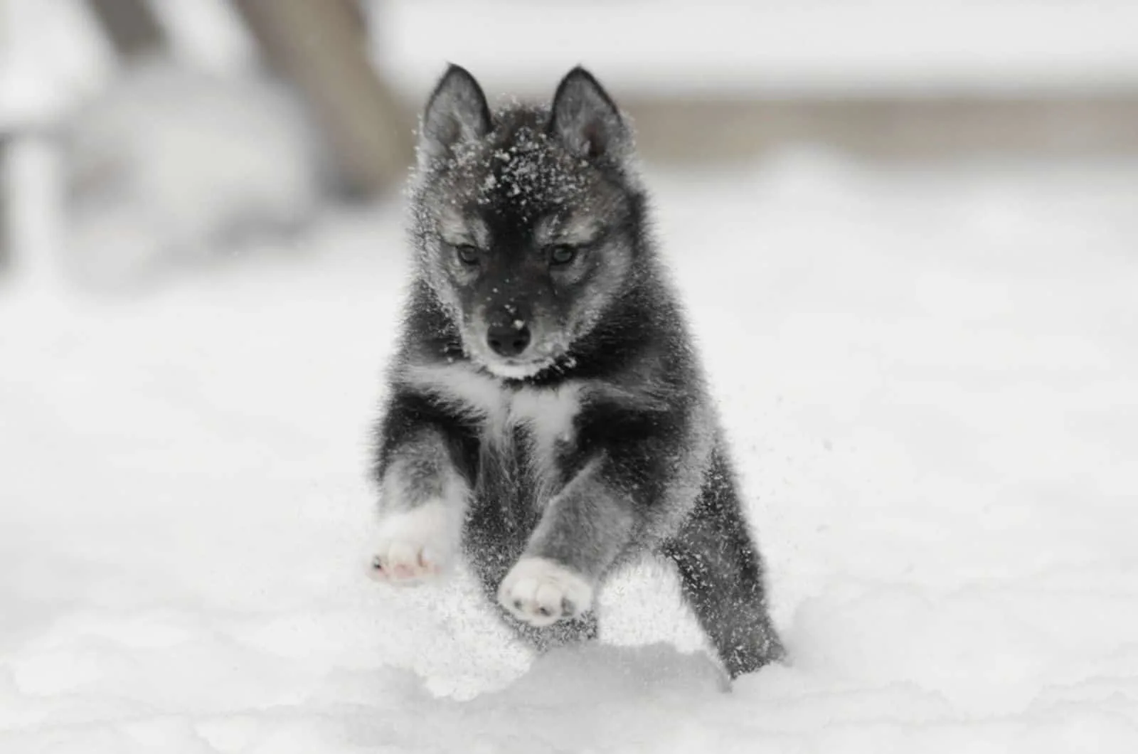 Agouti siberian husky puppy on the snow