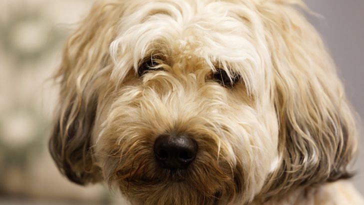 The Mini Whoodle: A Full Guide To The Cutest Designer Dog