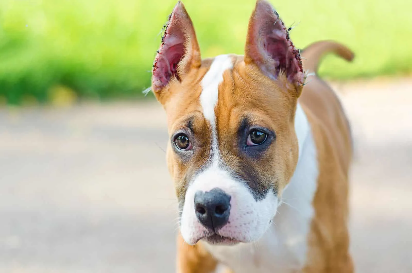 American Staffordshire Terrier with cropped ears