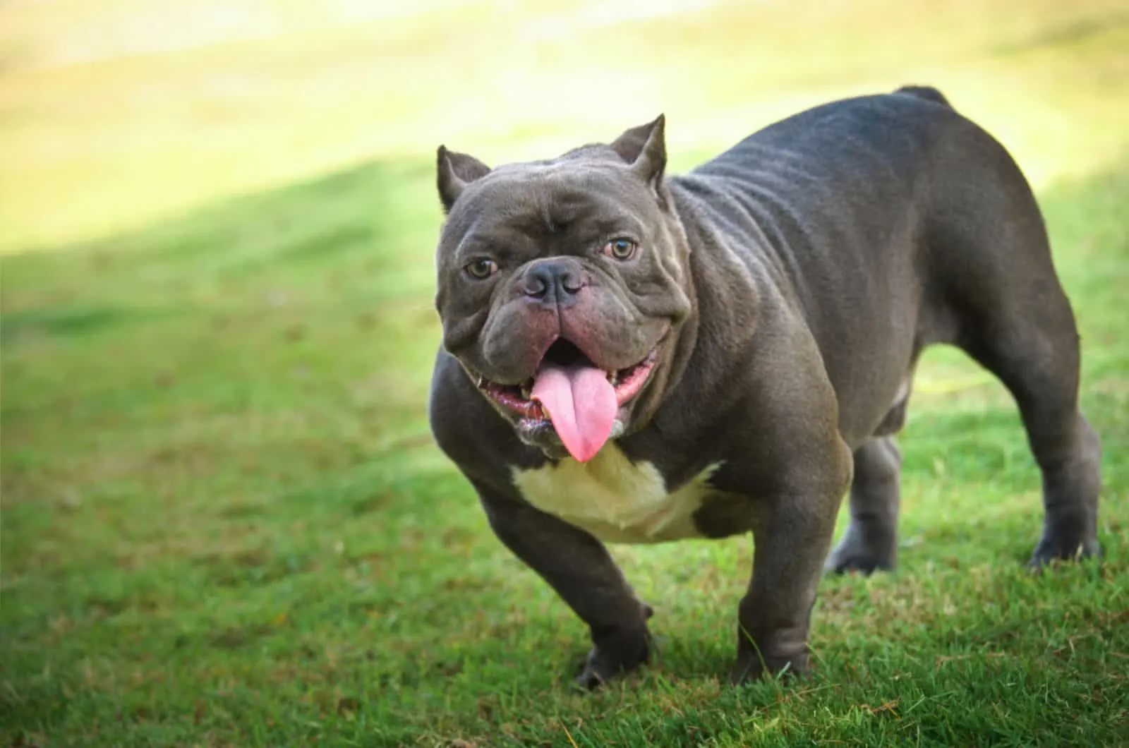American bully dog species is standing at the lawn