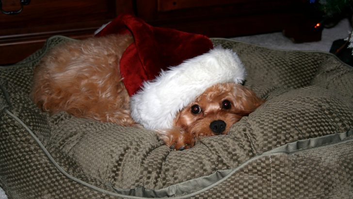 Apricot Cavachon – A Must-Have In Your Family