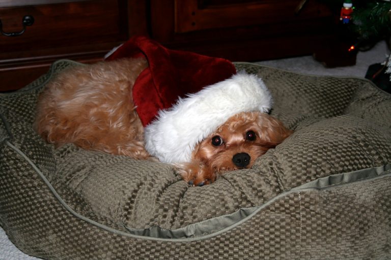 apricot cavachon puppy