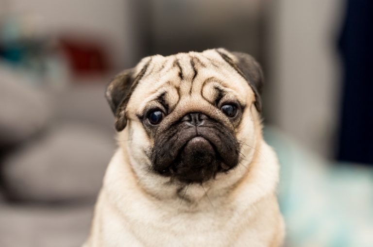 pug with serious expression