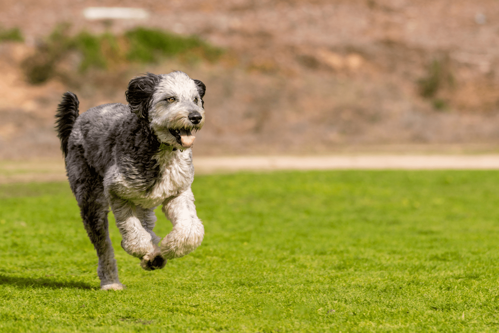 Aussiedoodle running across the field