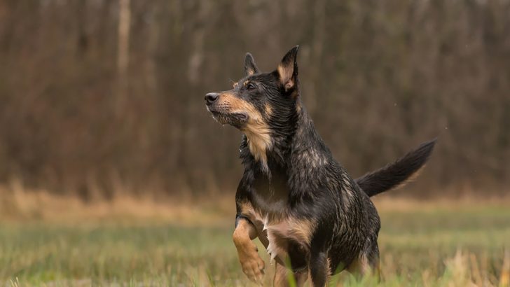 Australian Shepherd Rottweiler Mix: Beauty And Brawn