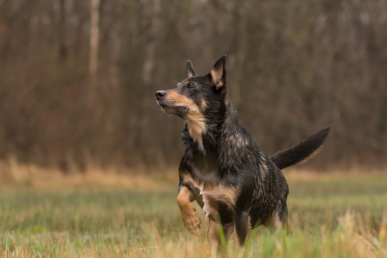 australian shepherd rottweiler mix