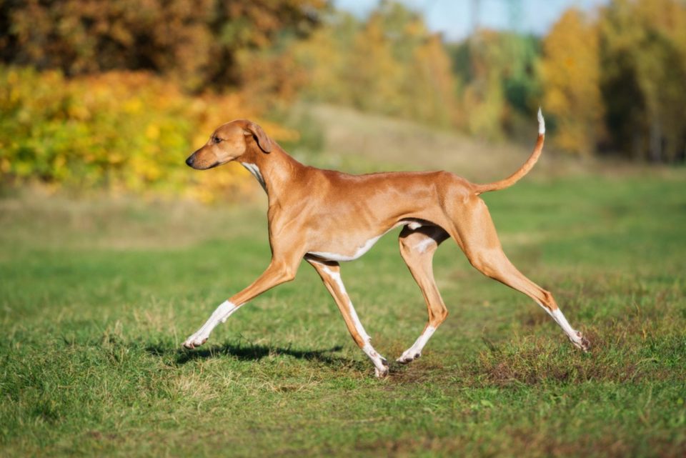 15 Best Tall Skinny Dog Breeds Let The Runway Begin