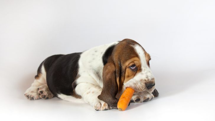 Basset Hound Feeding Chart: Resolve The Feeding Dilemma
